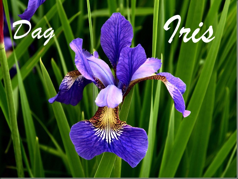 Comment image