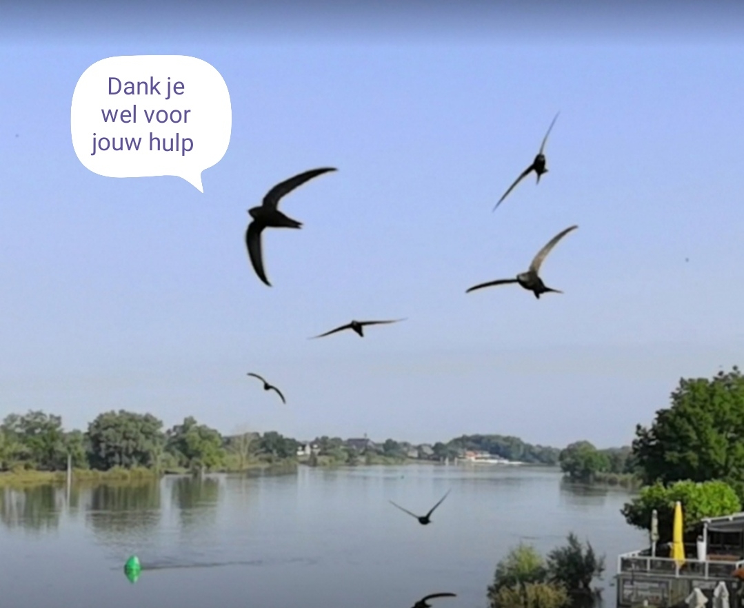 Comment image