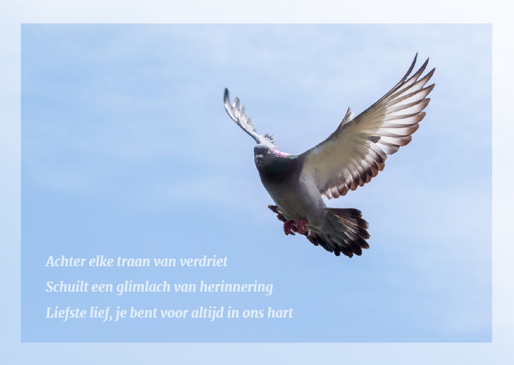 Comment image