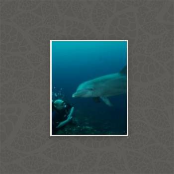 Gallery foto