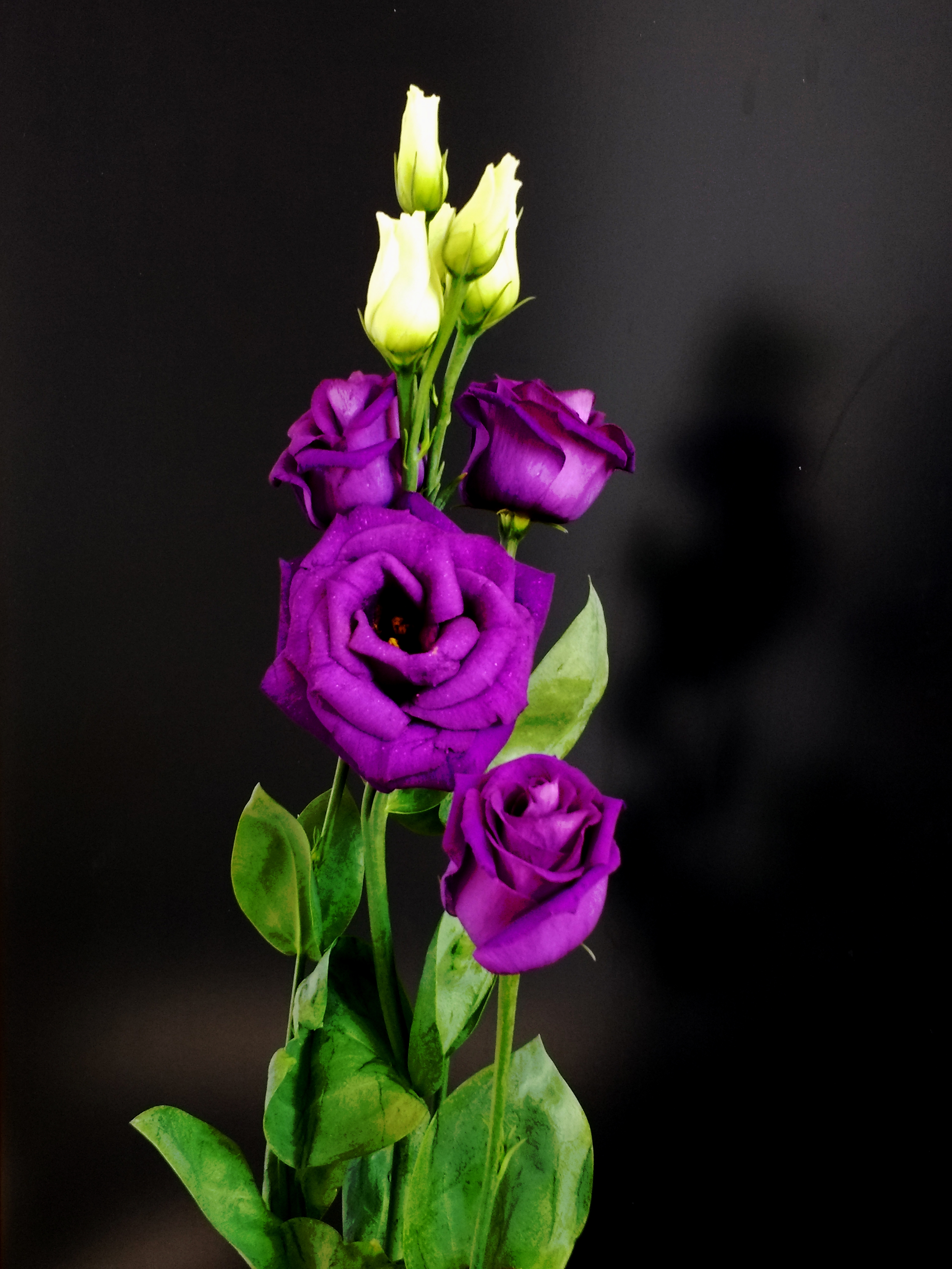 Comment image
