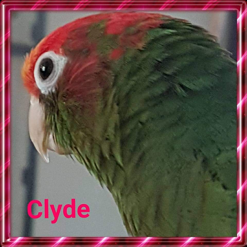 Comment image