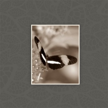 Gallery foto