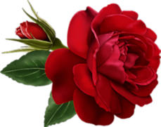 Comment image