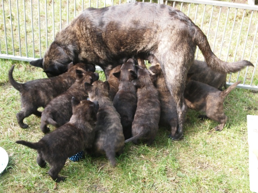 Comment image