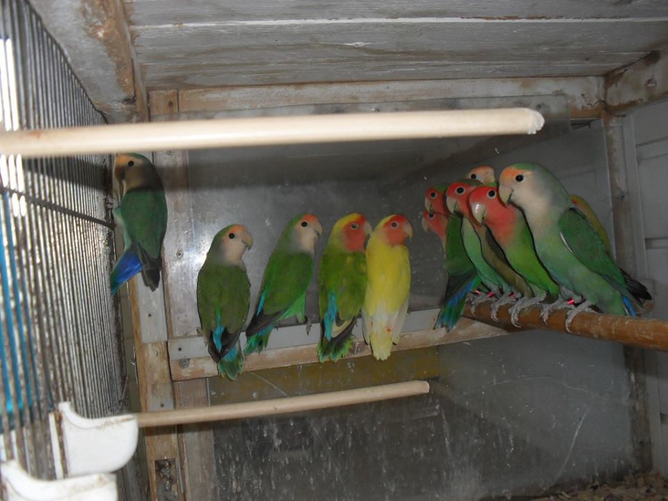 Gallery foto