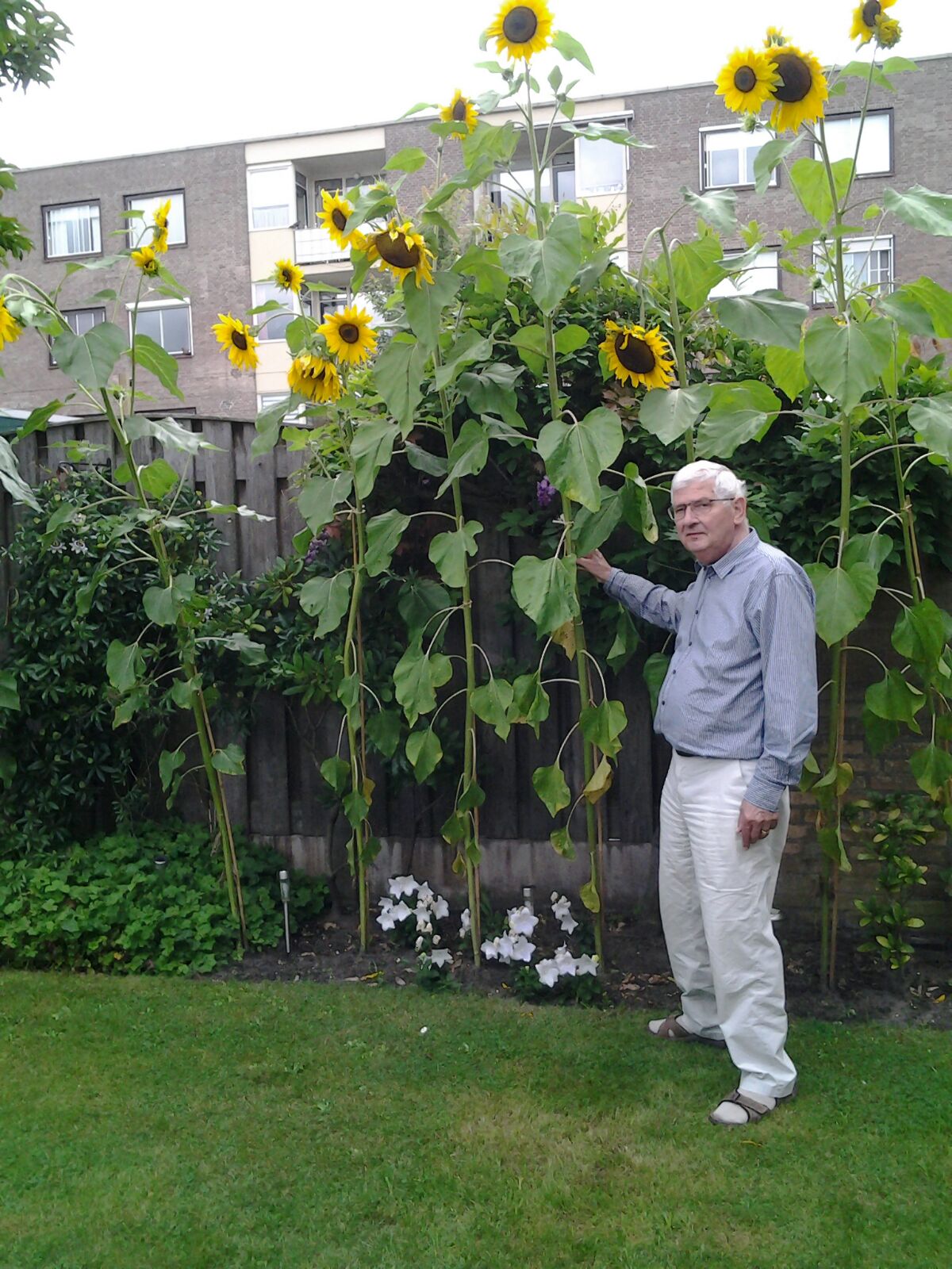 Piet Schrauwen
