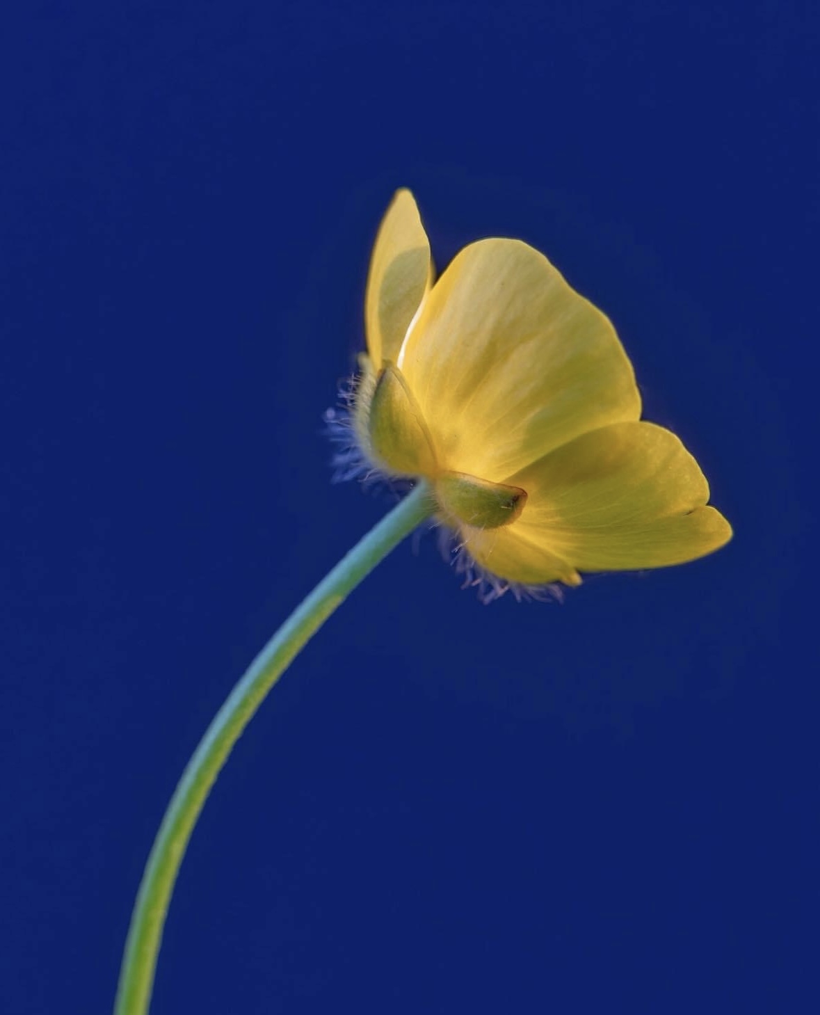 Comment image