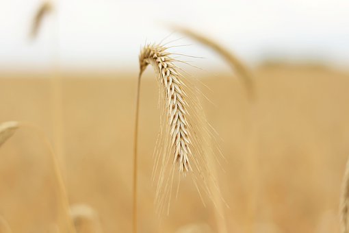 Comment image