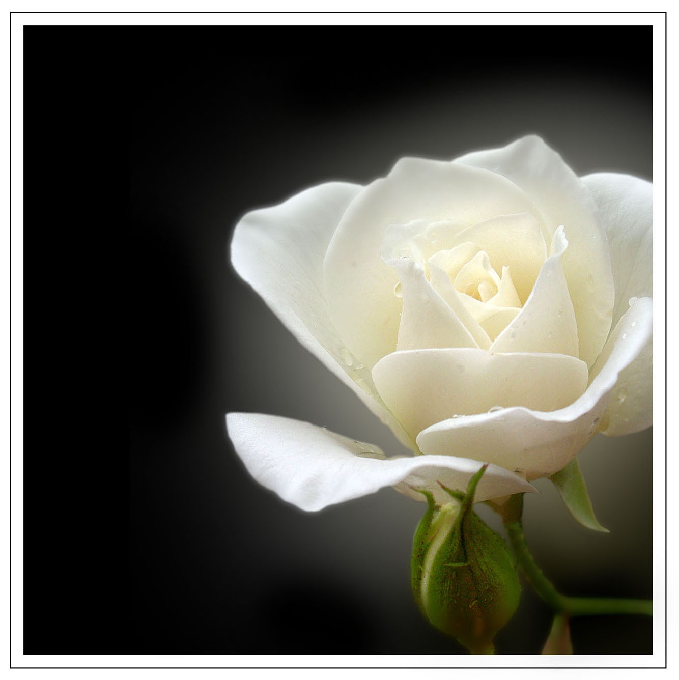 Gallery foto