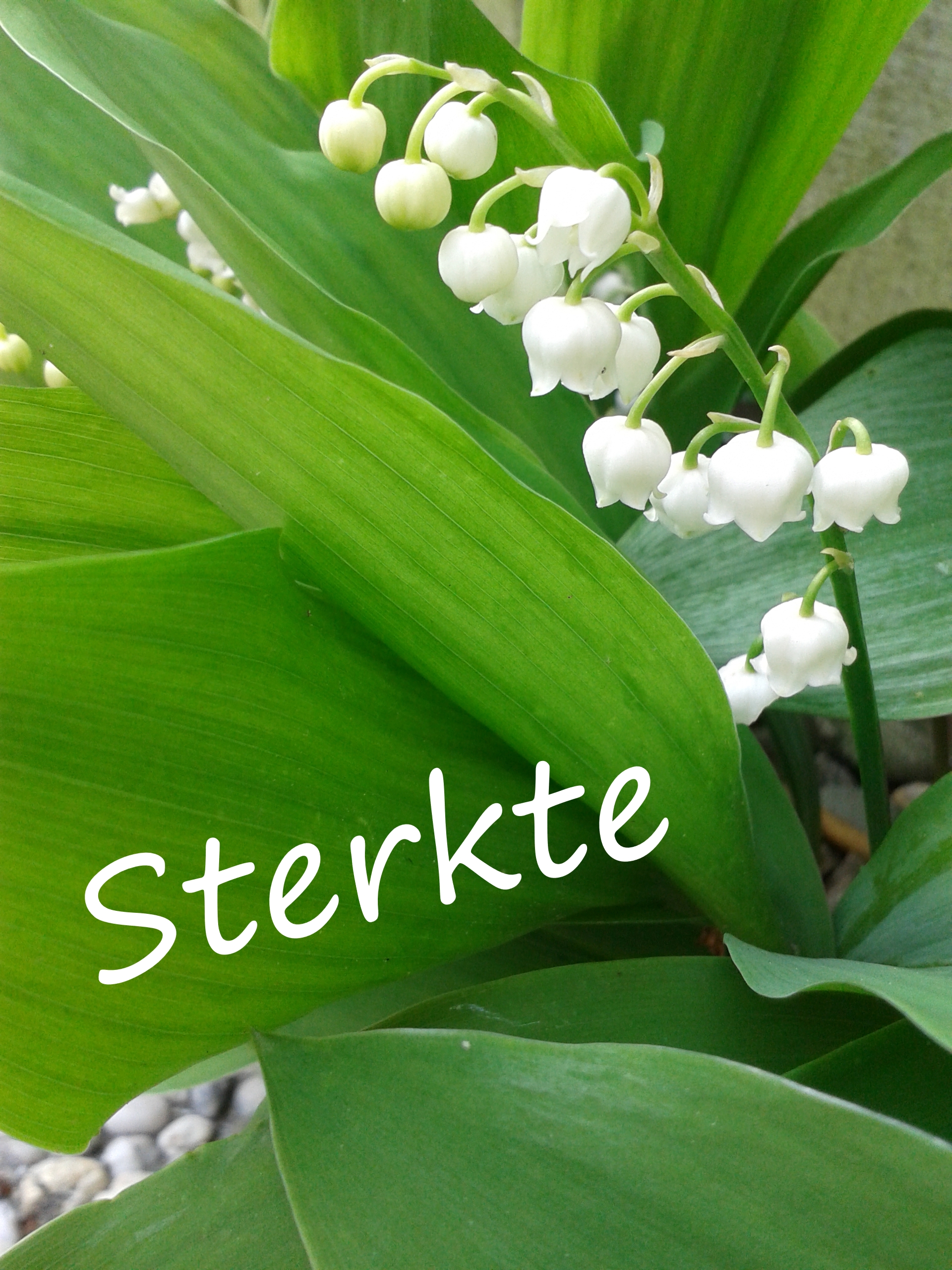 Comment image