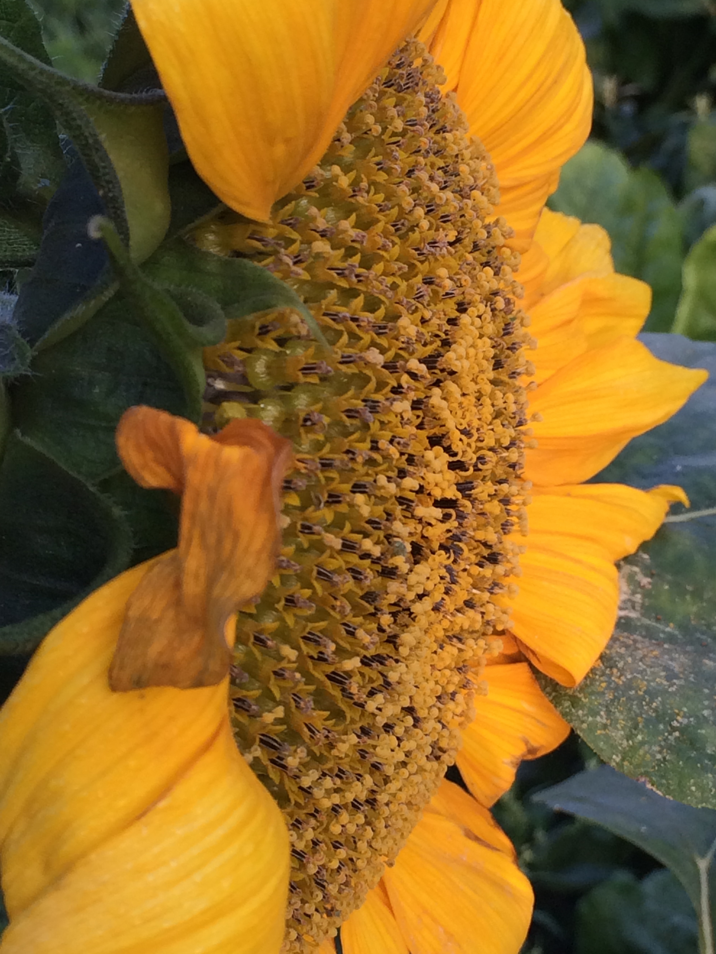 Comment image