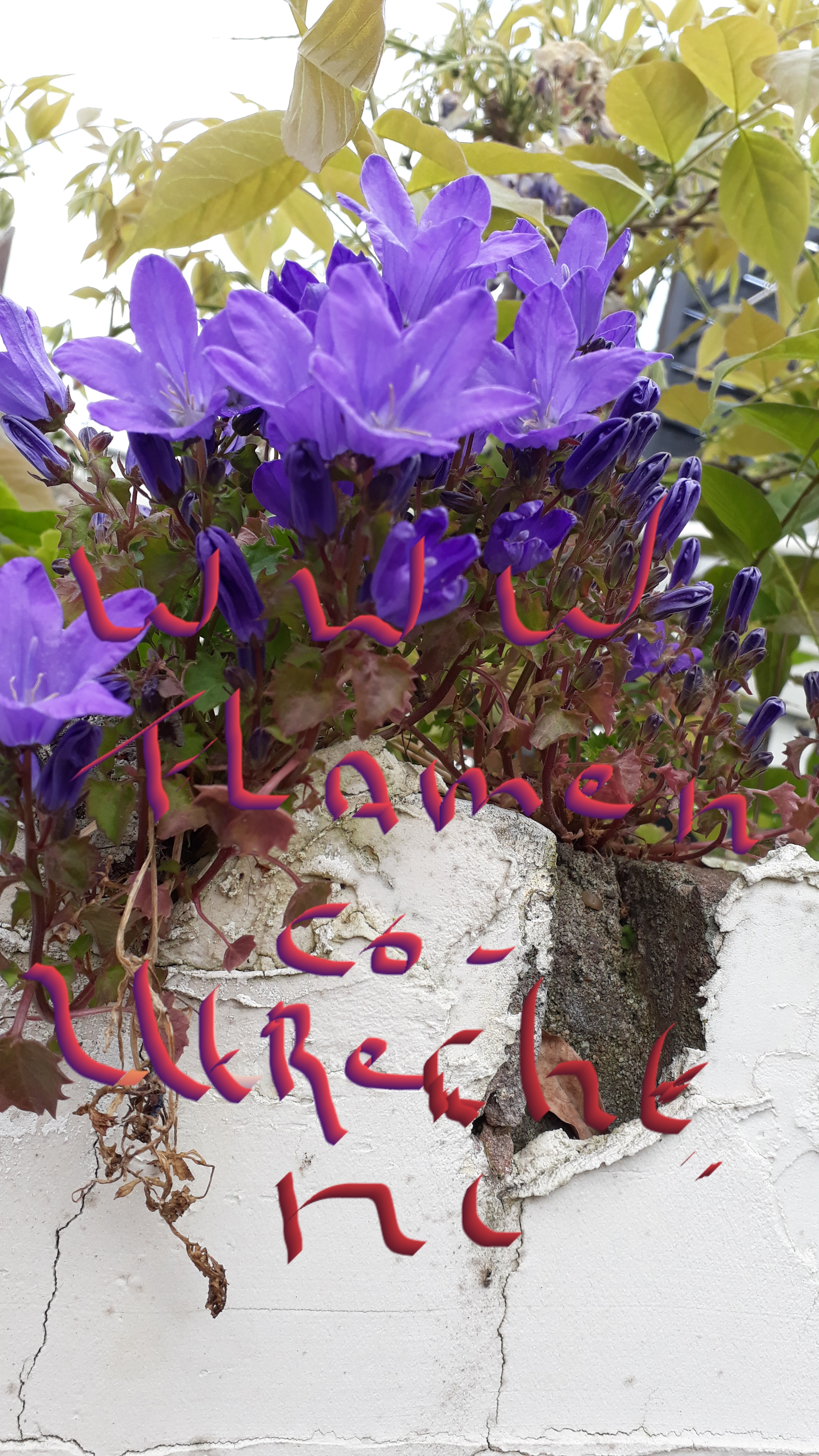 Comment image
