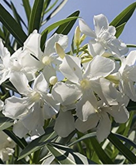 Comment image