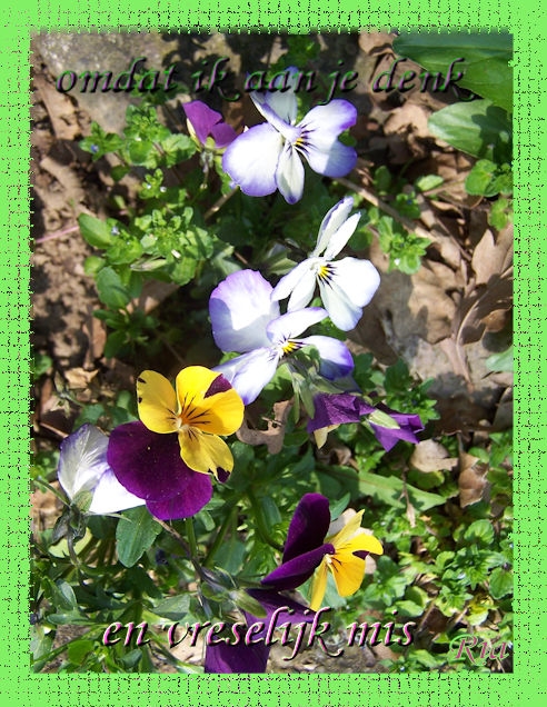Comment image