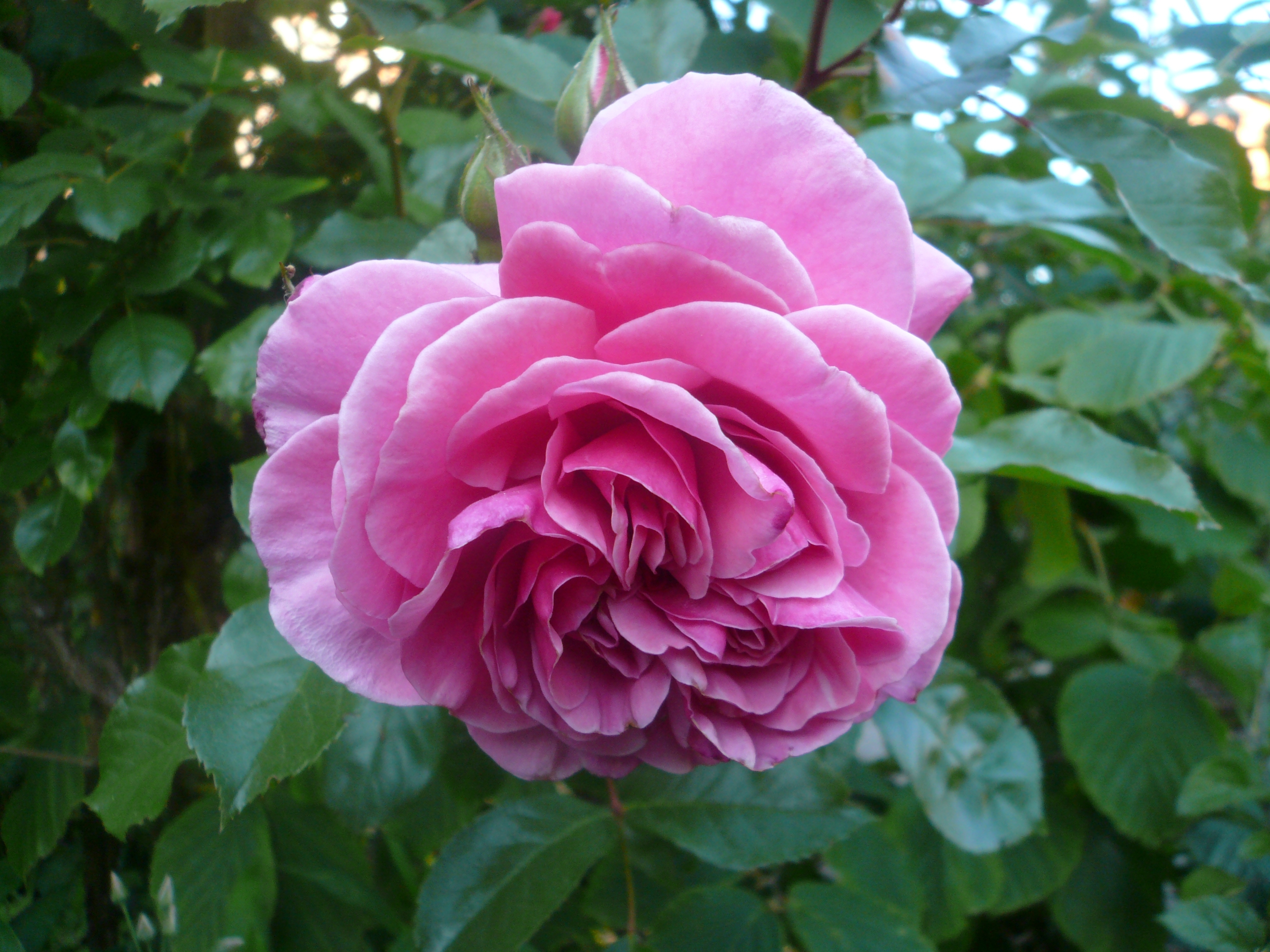 Comment image