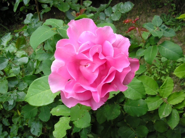 Comment image
