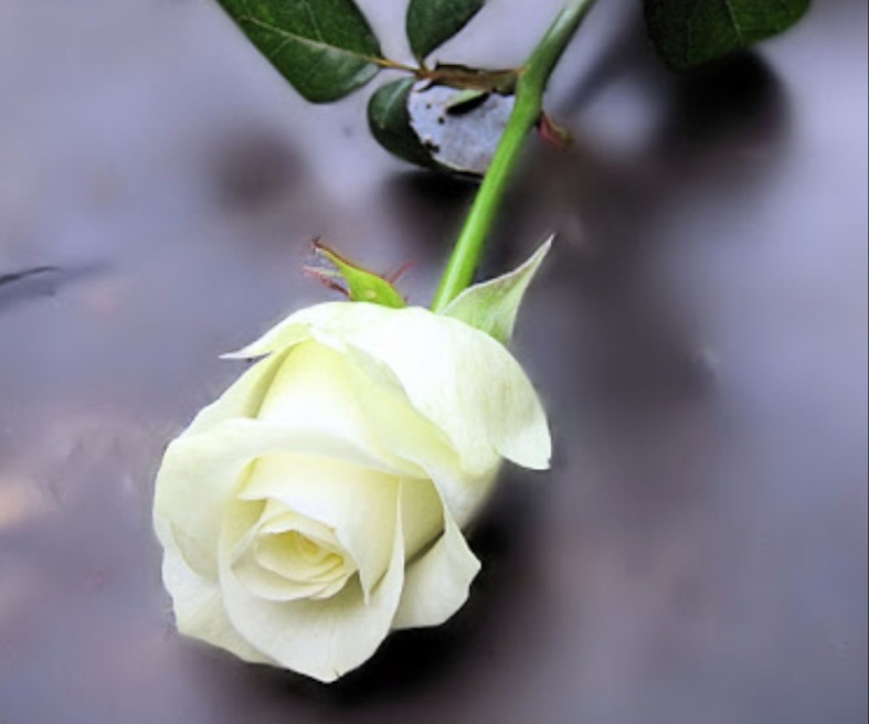 Comment image