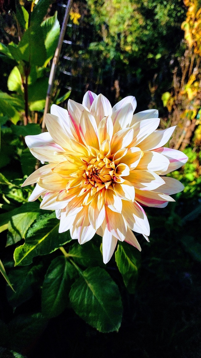Comment image