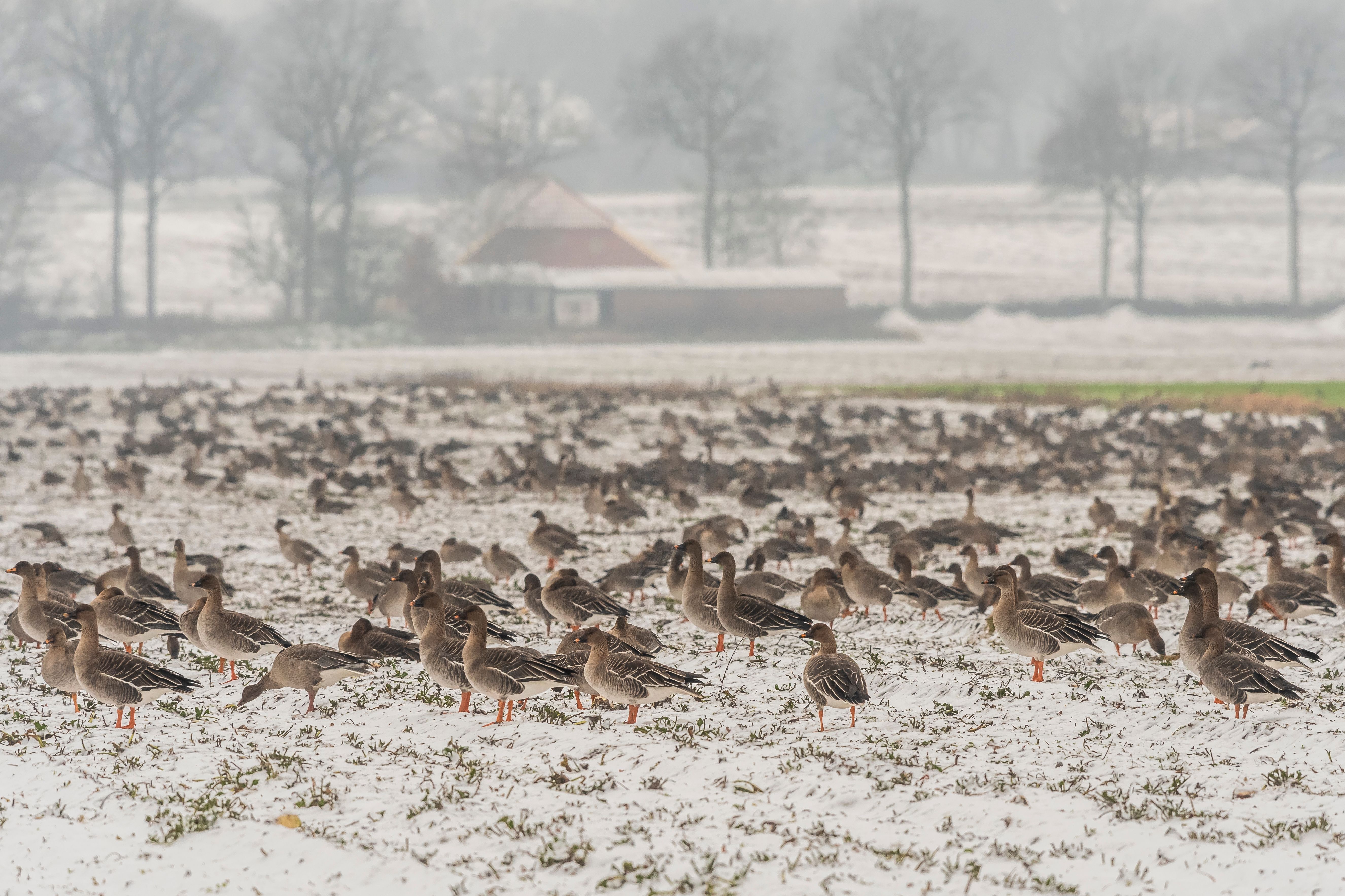 Bronnegerveen