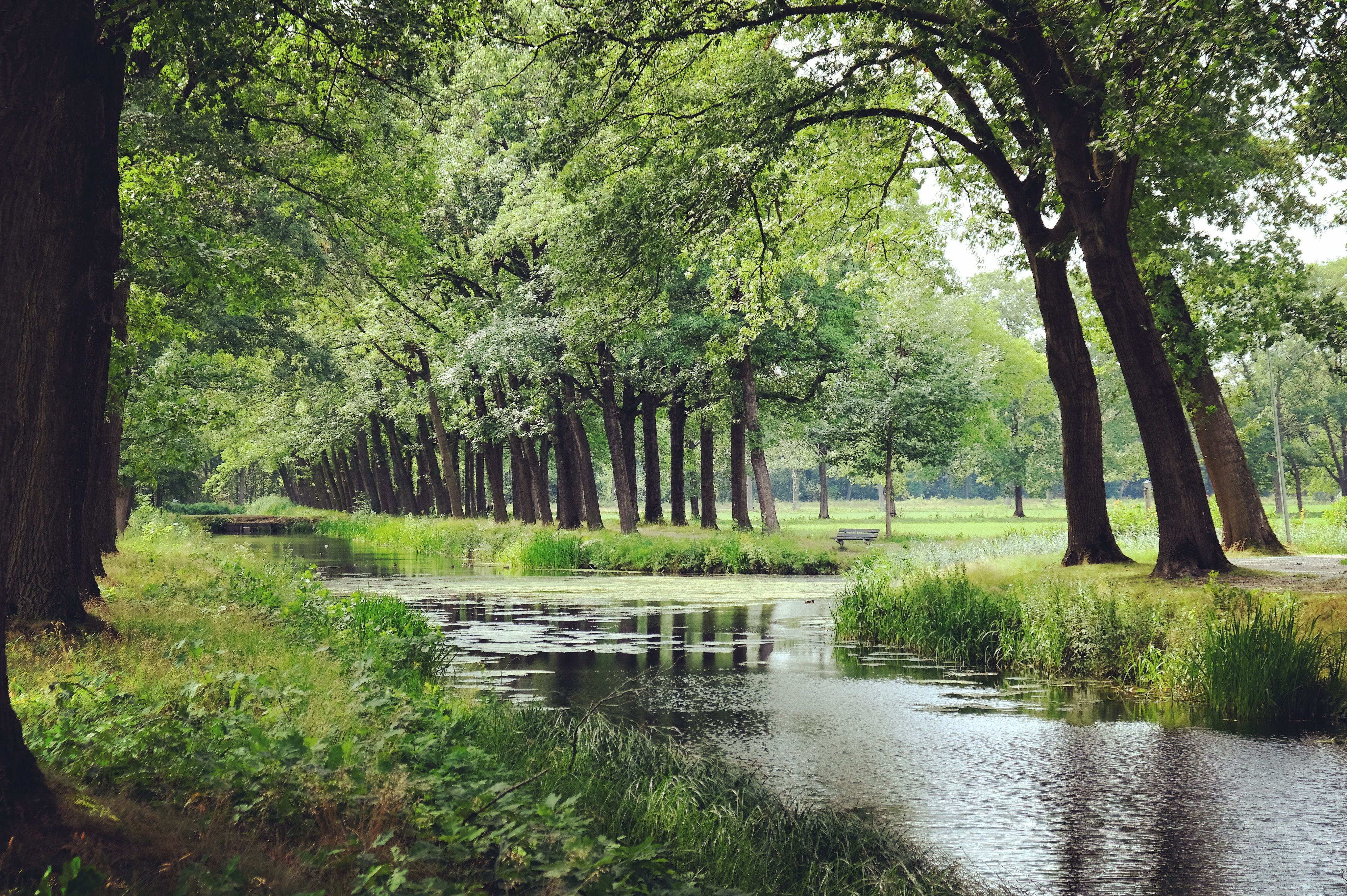Griendtsveen