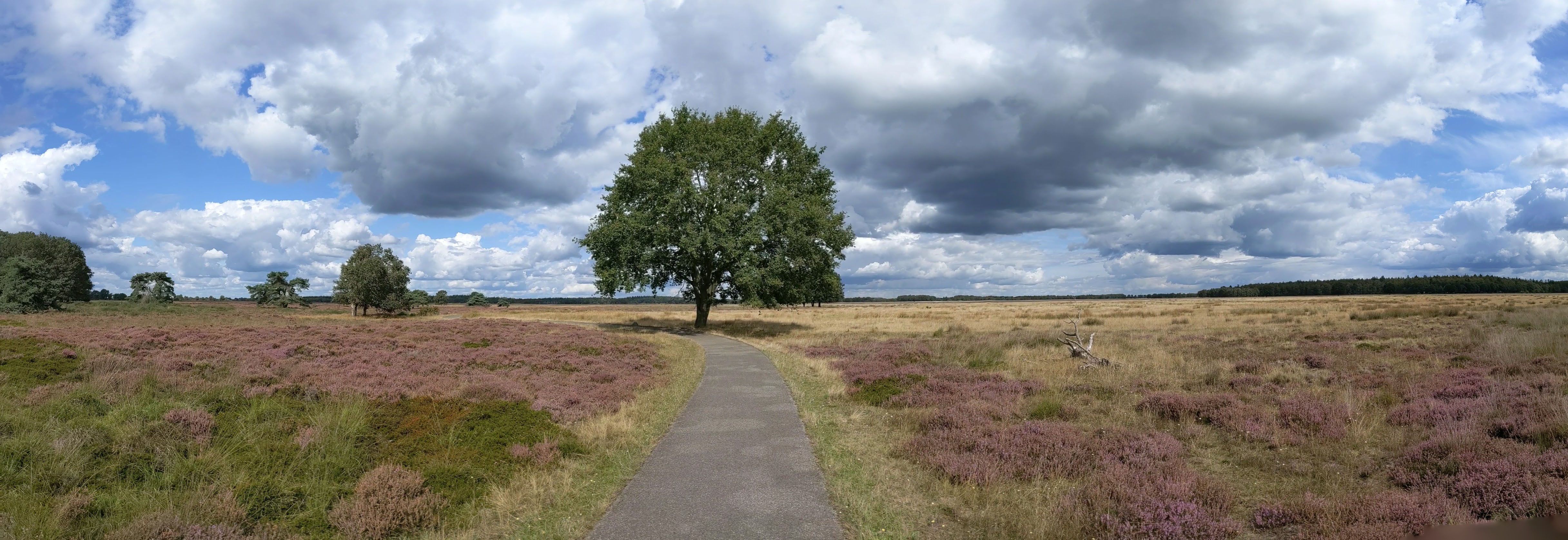 Hijken
