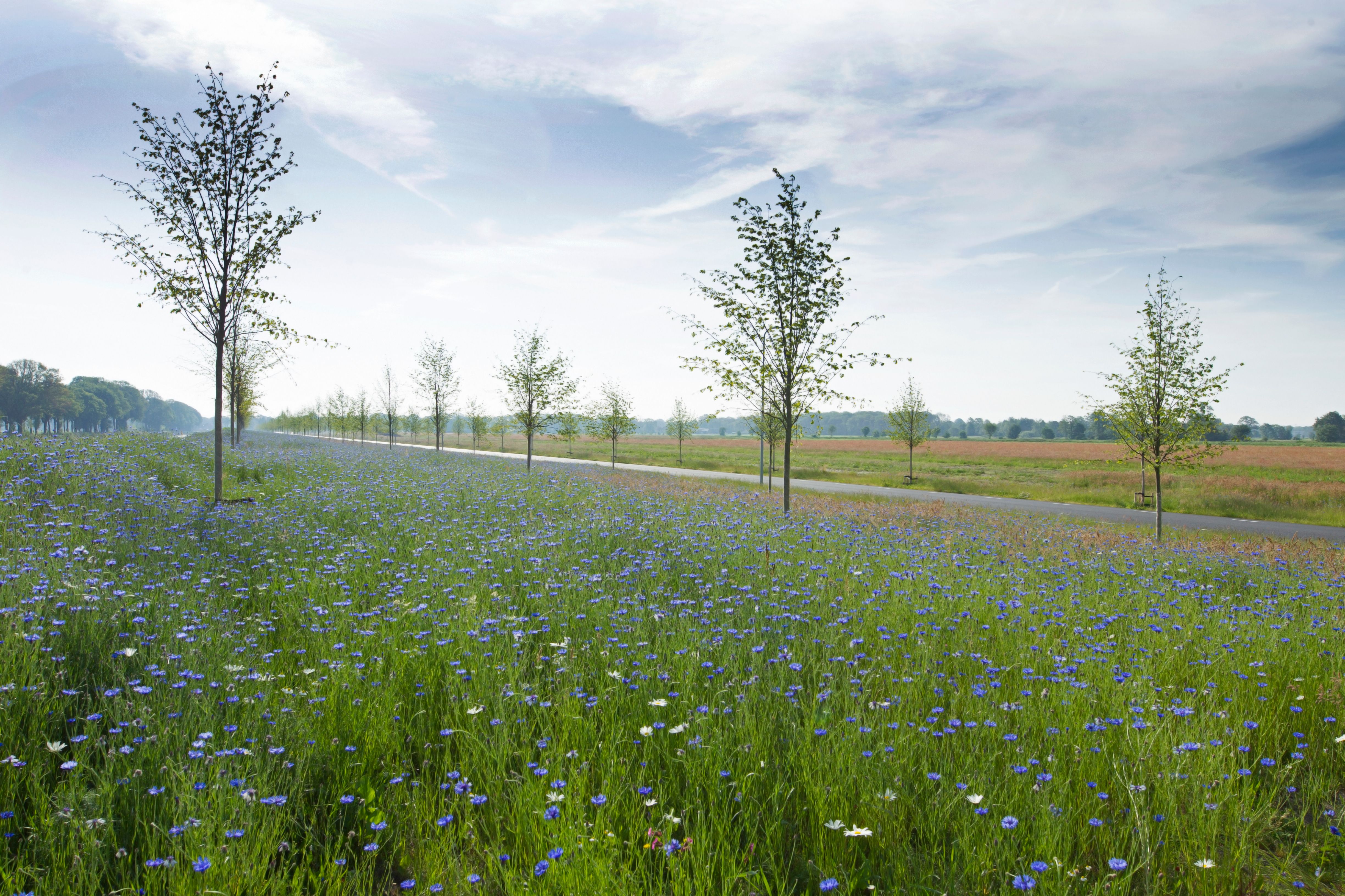 Hollandscheveld