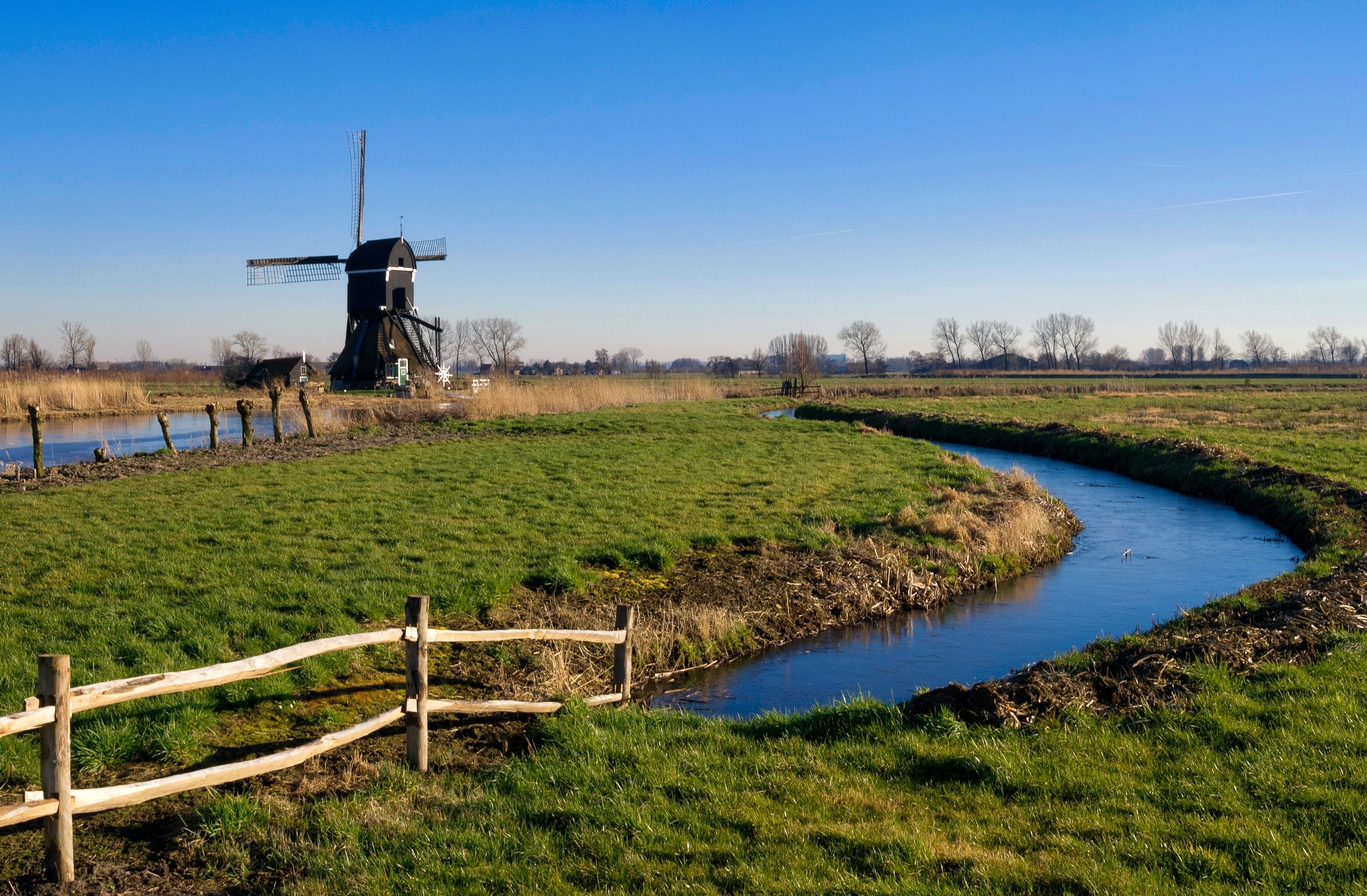 Hoornaar
