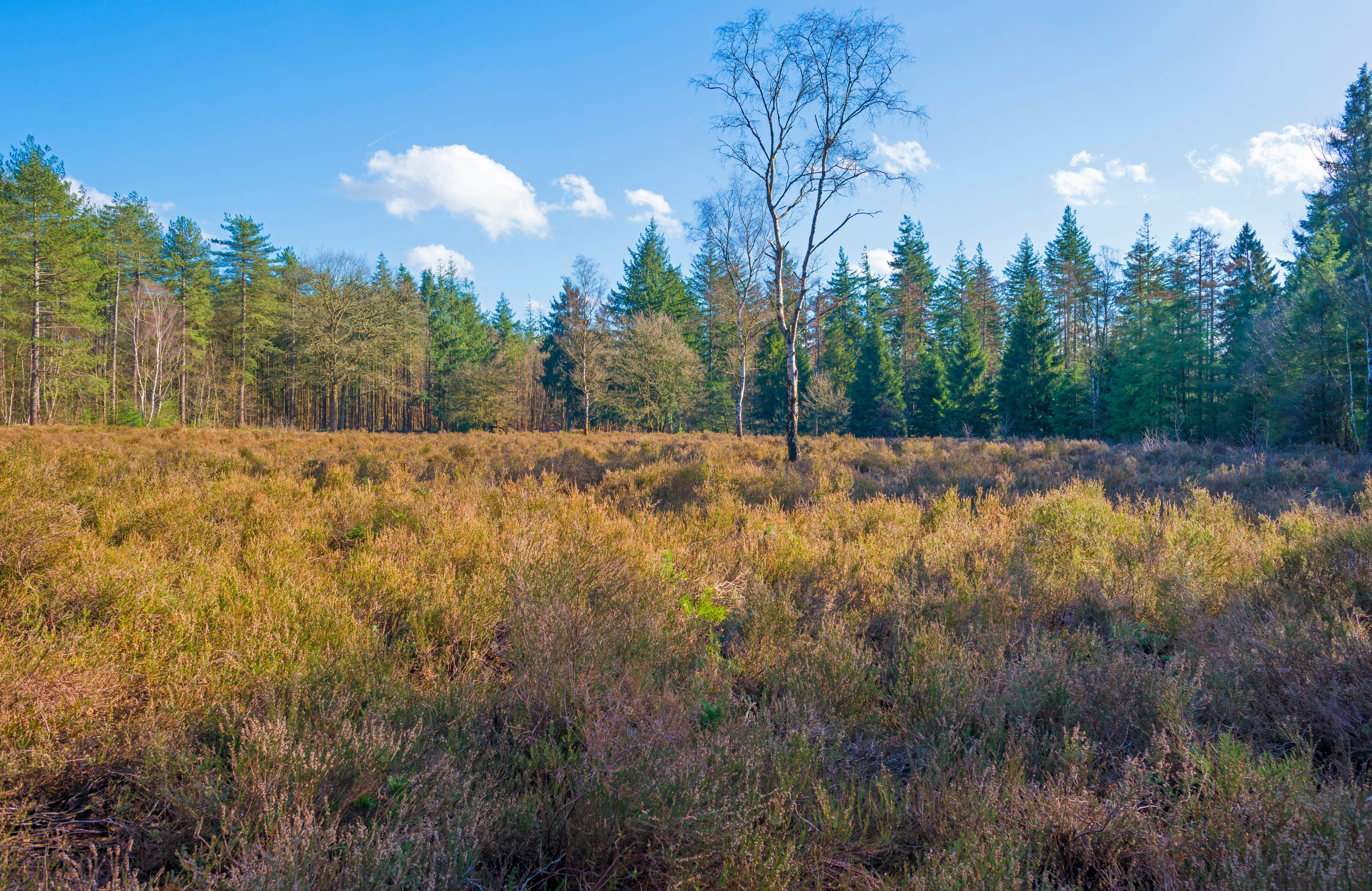 Lage Vuursche