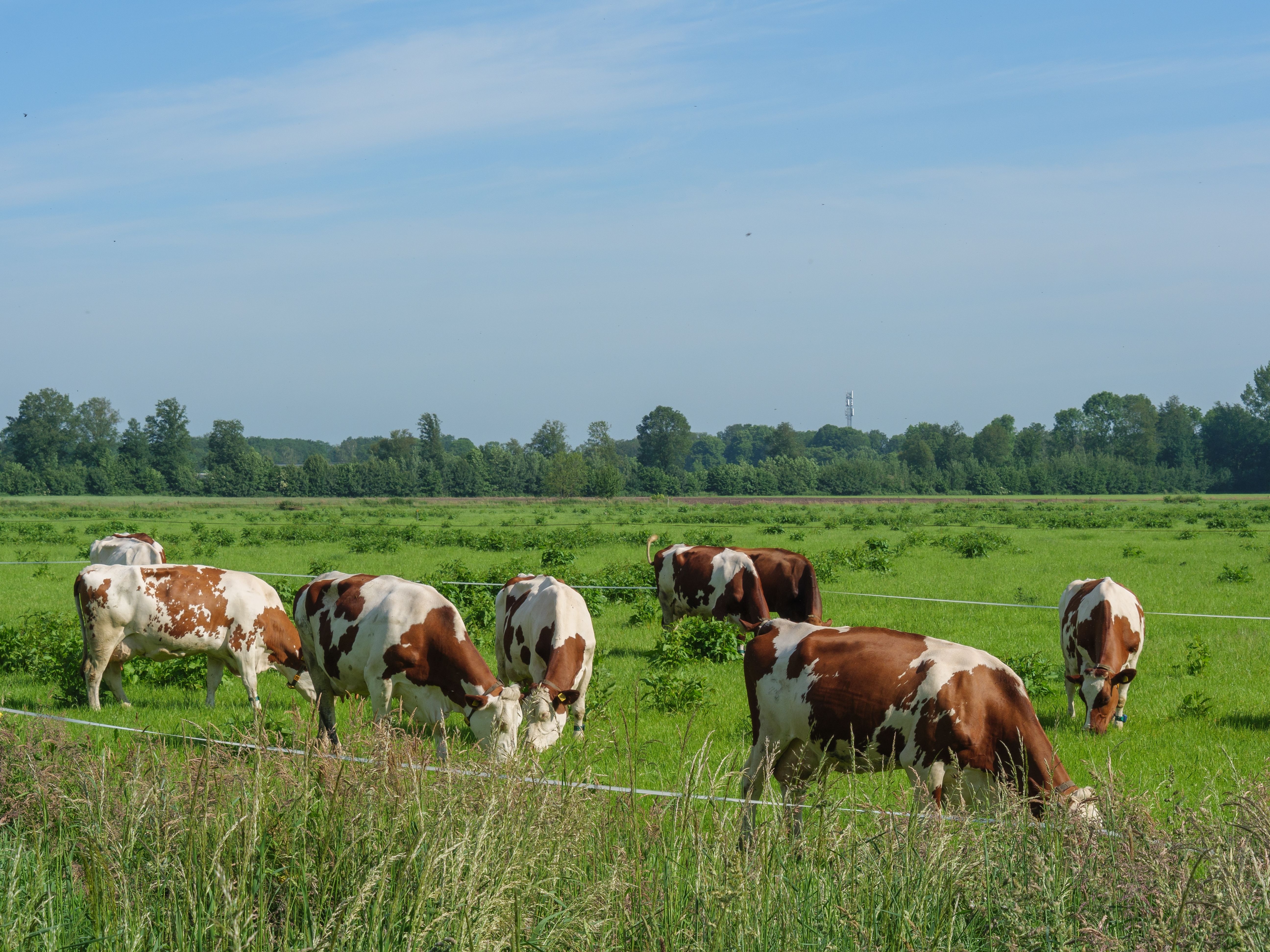 Lichtenvoorde