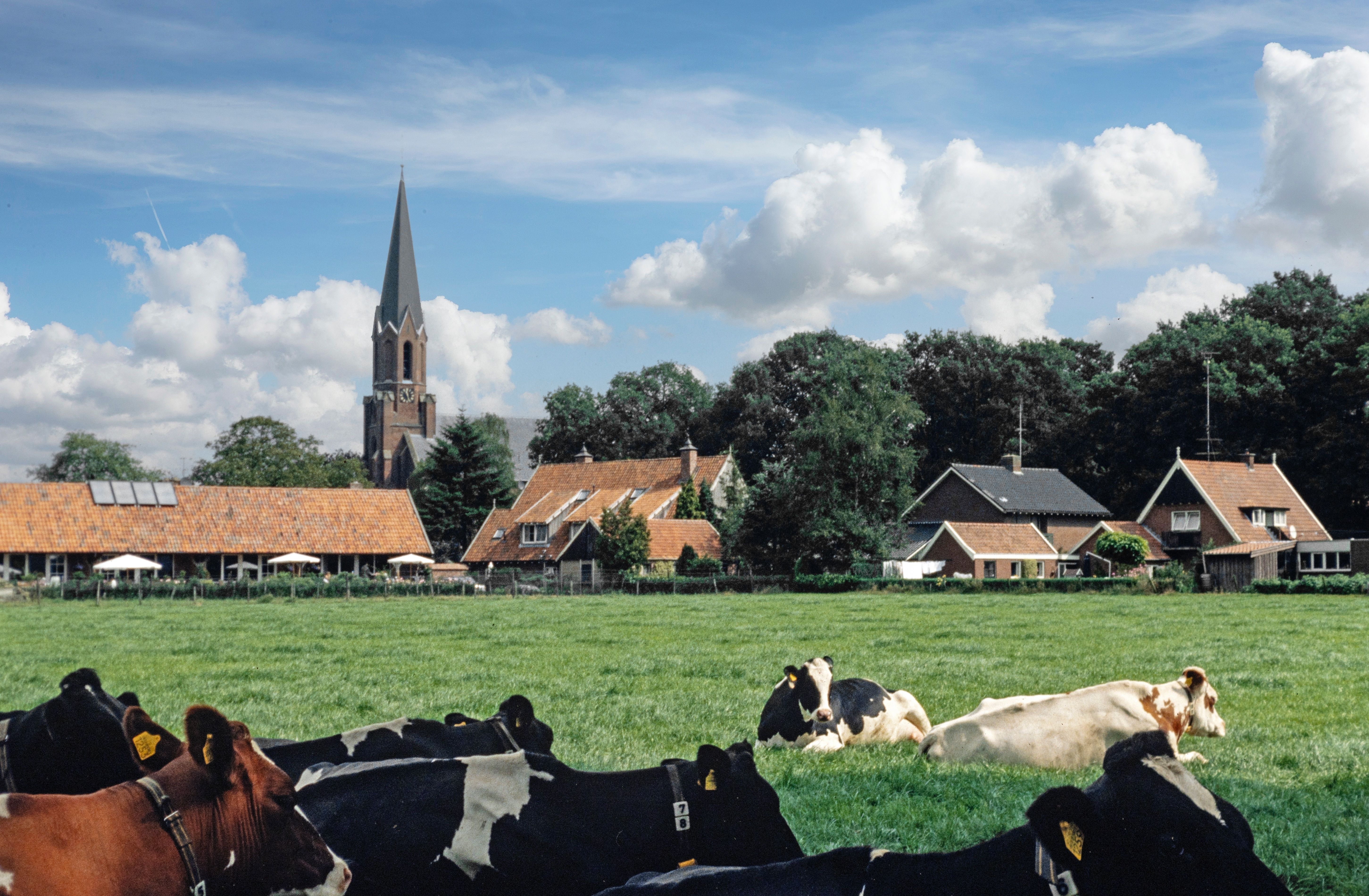 Vasse