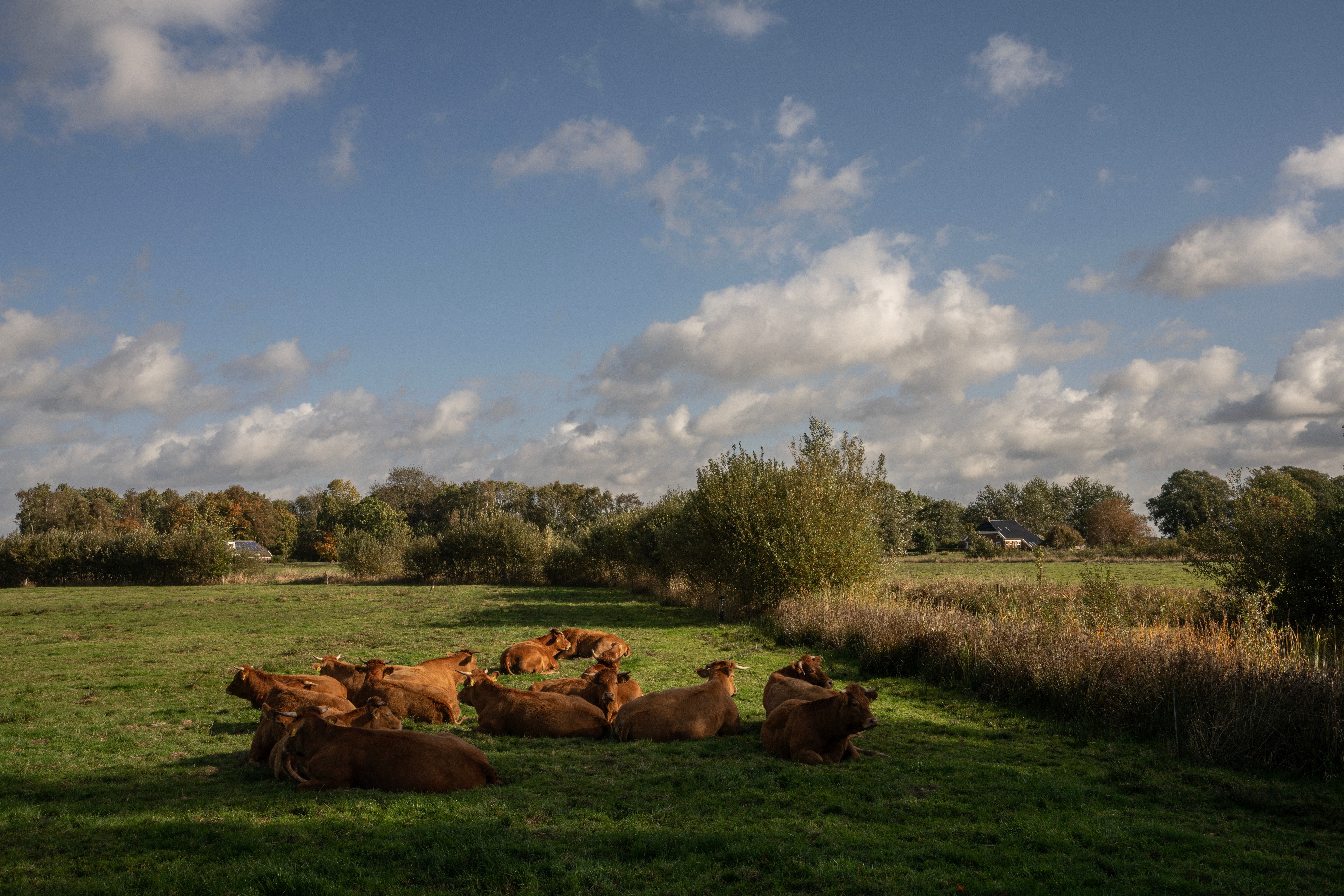 Woudbloem