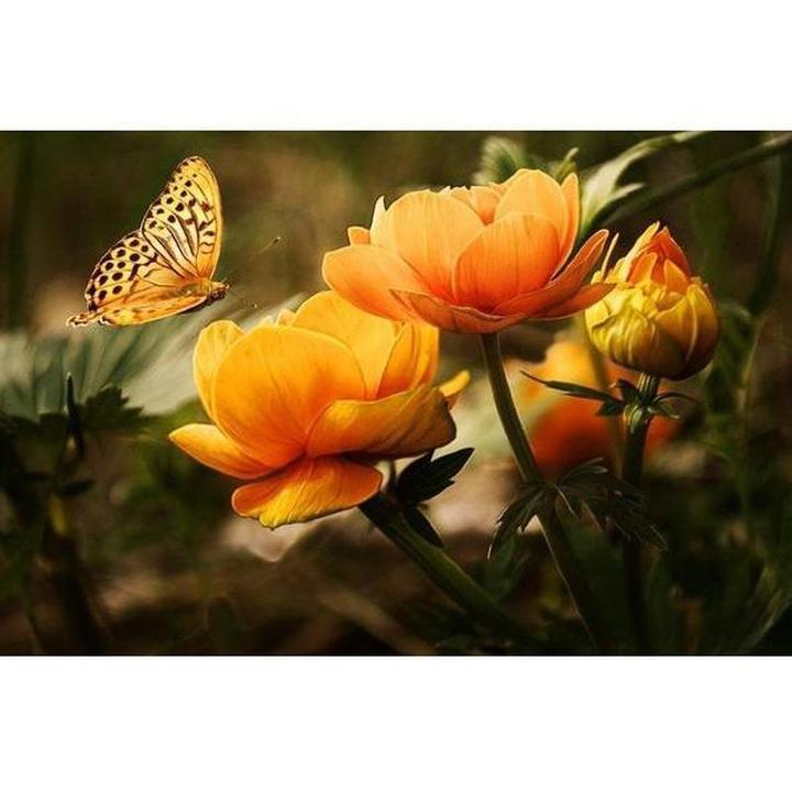 Comment image