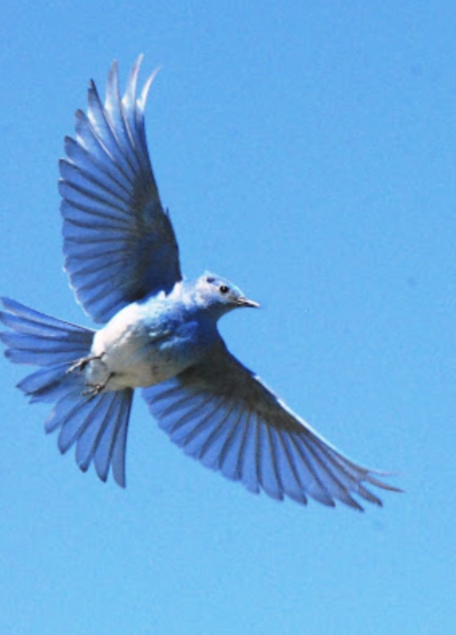 Comment image
