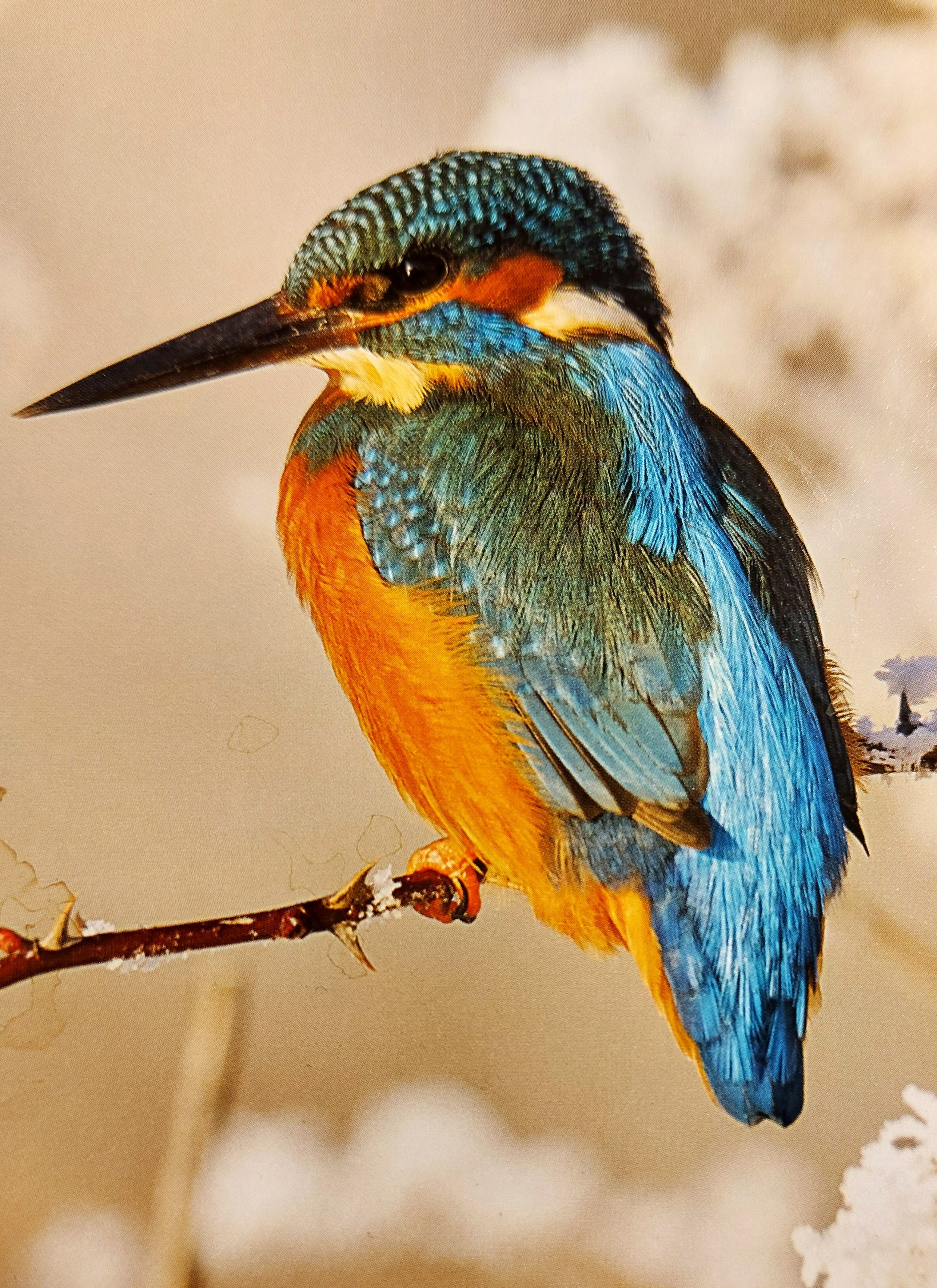 Comment image