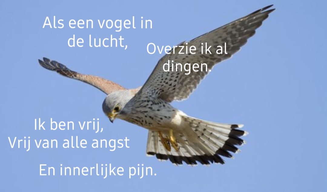 Comment image