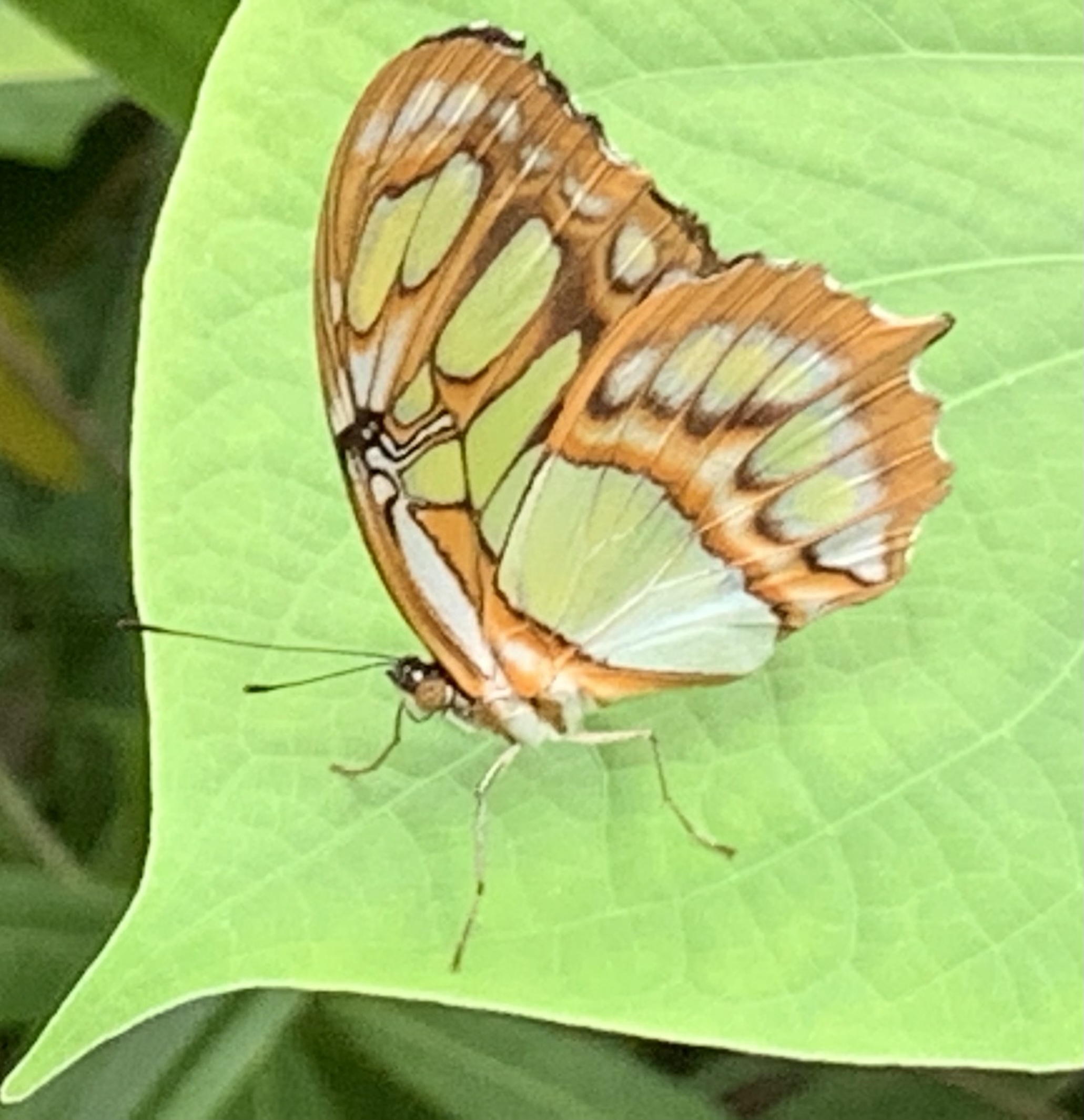 Comment image