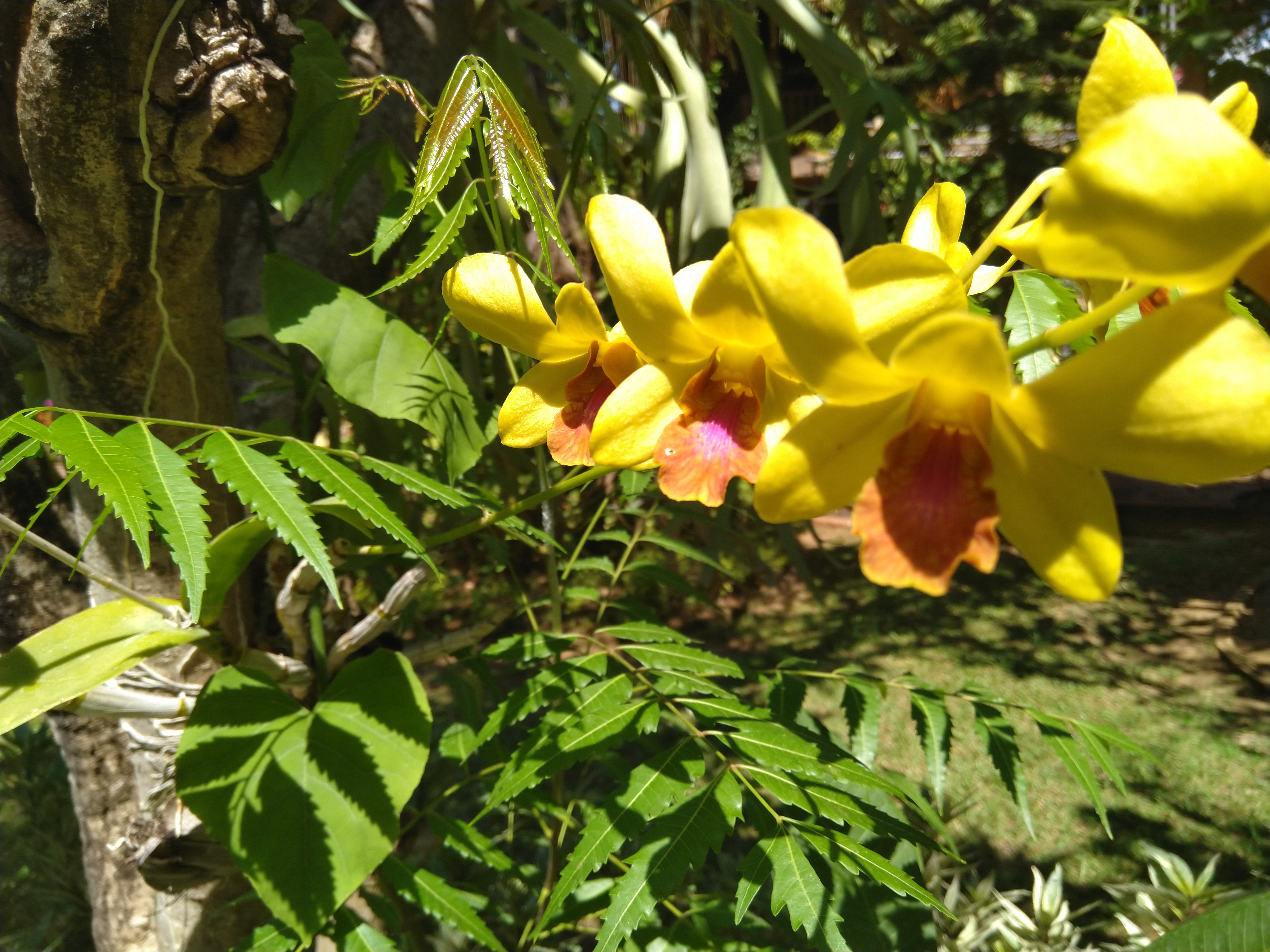 Comment image