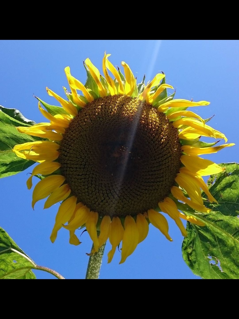 Comment image
