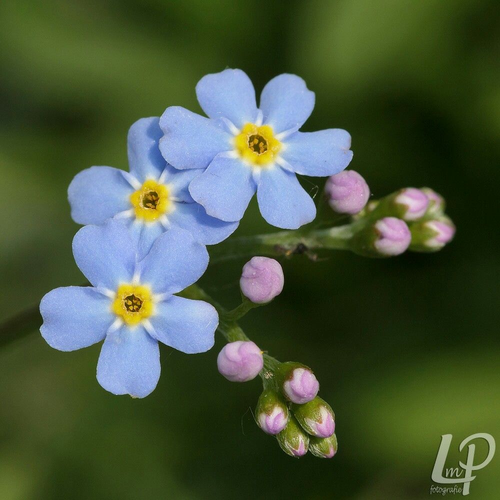 Comment image