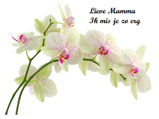 Comment image