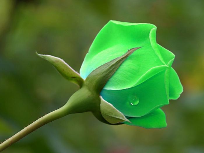 Comment image