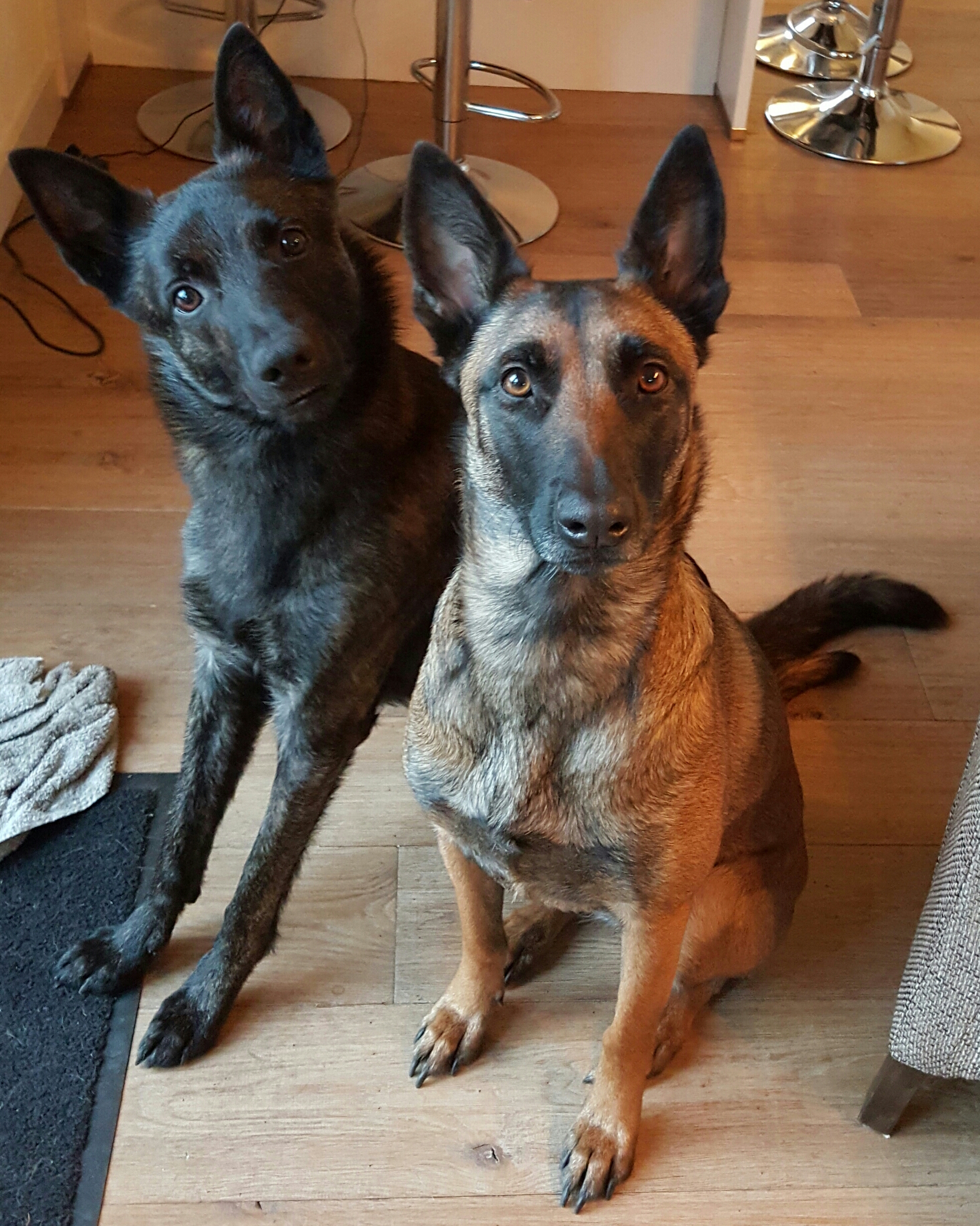 Comment image