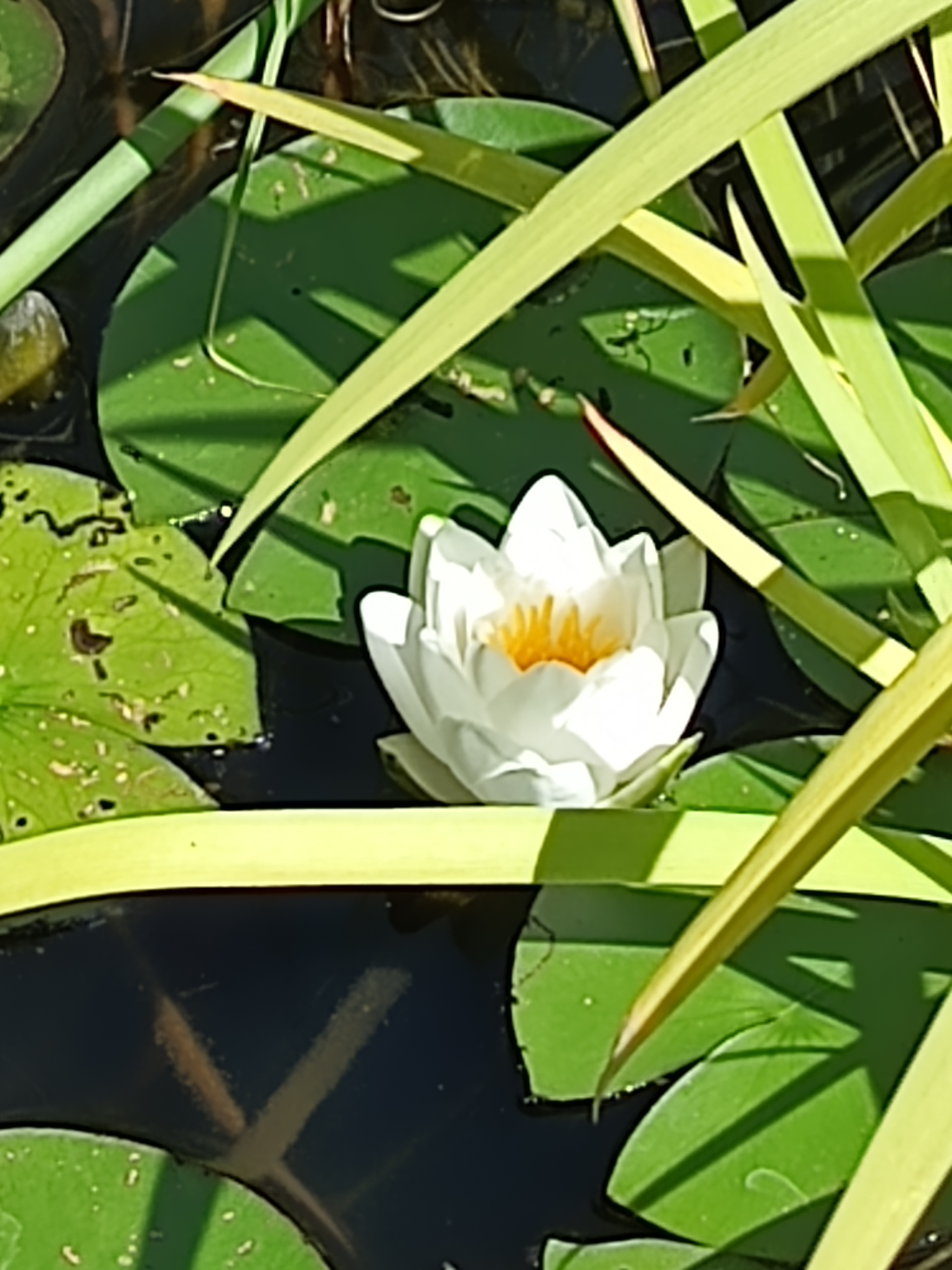 Comment image