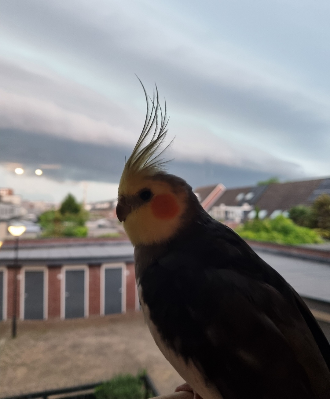 Comment image