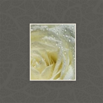 Gallery foto