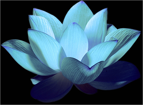 Comment image